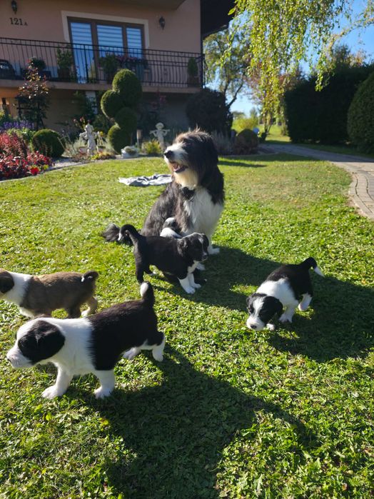Pieski border collie