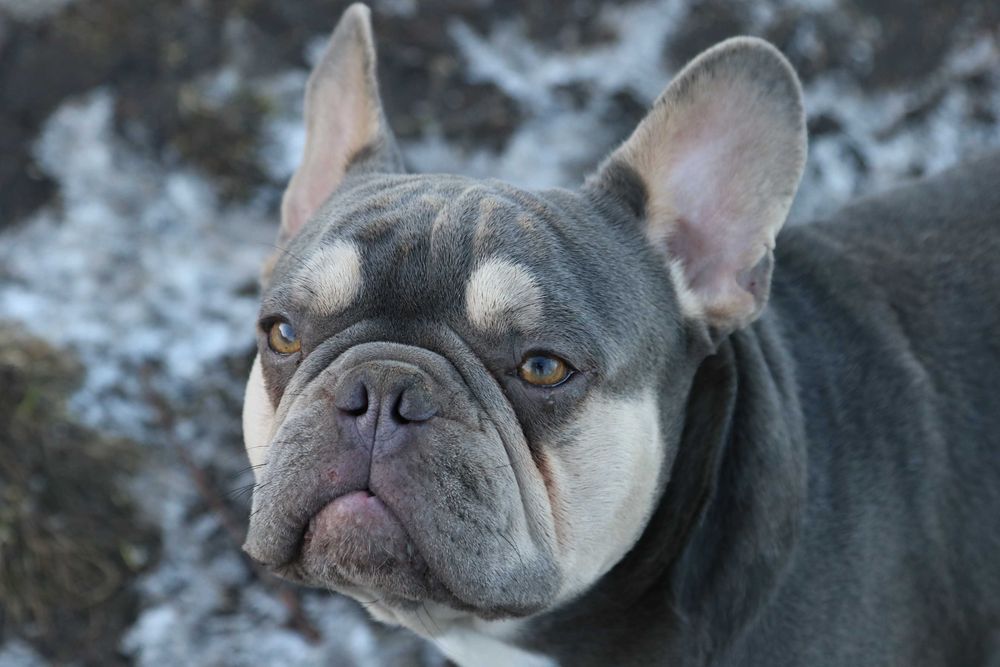 Лілак тан запрошує наречаних