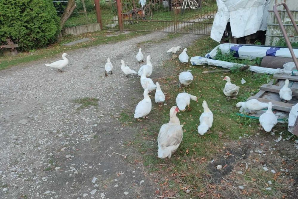 Kaczki sprzedam z tego roku