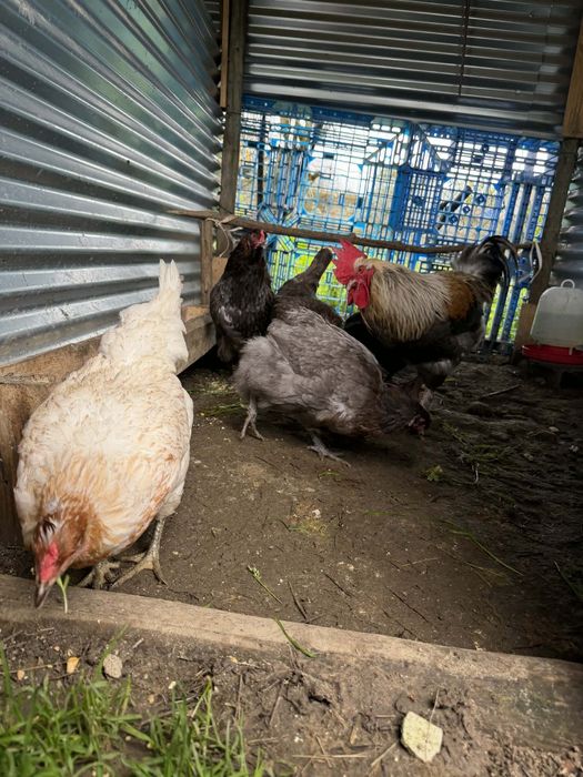 Ovos disponíveis das seguintes raças.