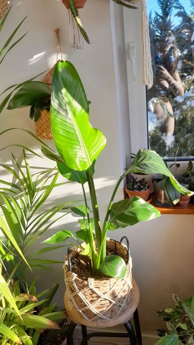 Strelicja Nicolai, biała