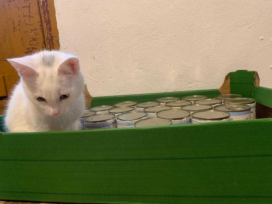 5 miesieczna sliczna koteczka do adopcji