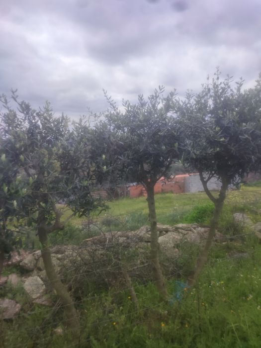 Vendo oliveiras em Moncorvo