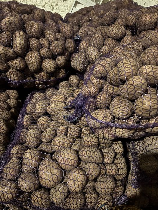 Ziemniaki w wielkości sadzeniaków odmiana Bellarosa