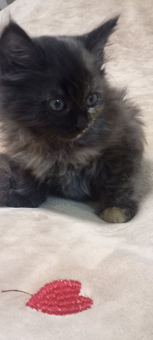 Кошенята скотіш страйт