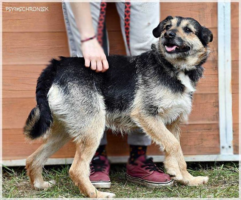 BZIK - uroczy kundelek o okrągłych oczkach szuka domu