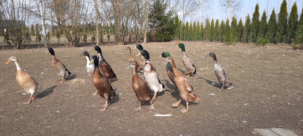 Jaja Biegusow Indyjskich