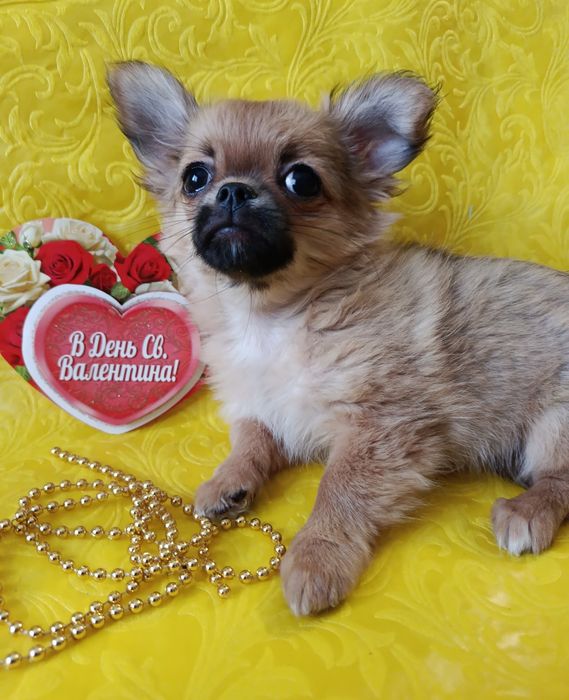 Я буду любити Вас!