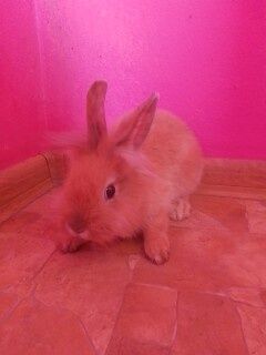 kroliczek miniaturka