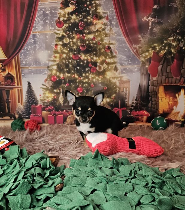 ***Chihuahua piesek biszkopt tricolor czarny xs ***