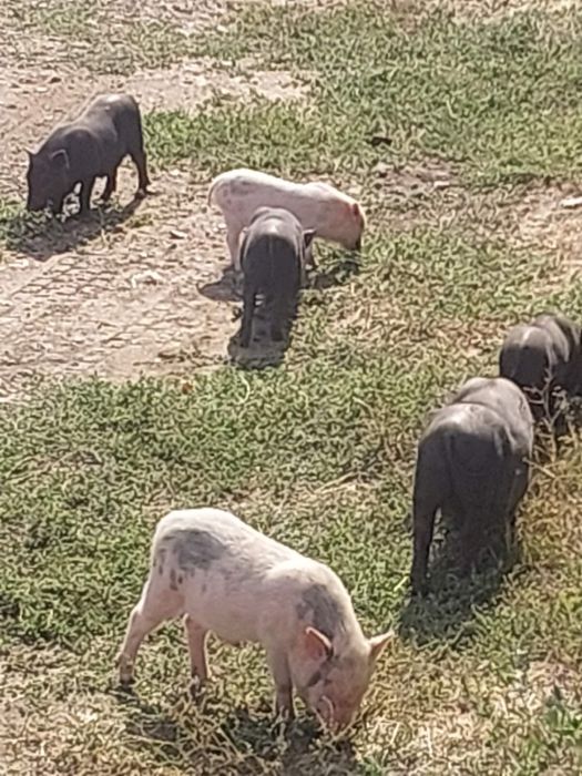 Продам вьетнамских поросят