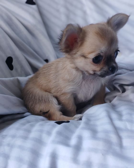 Chihuahua Fêmea pelo longo