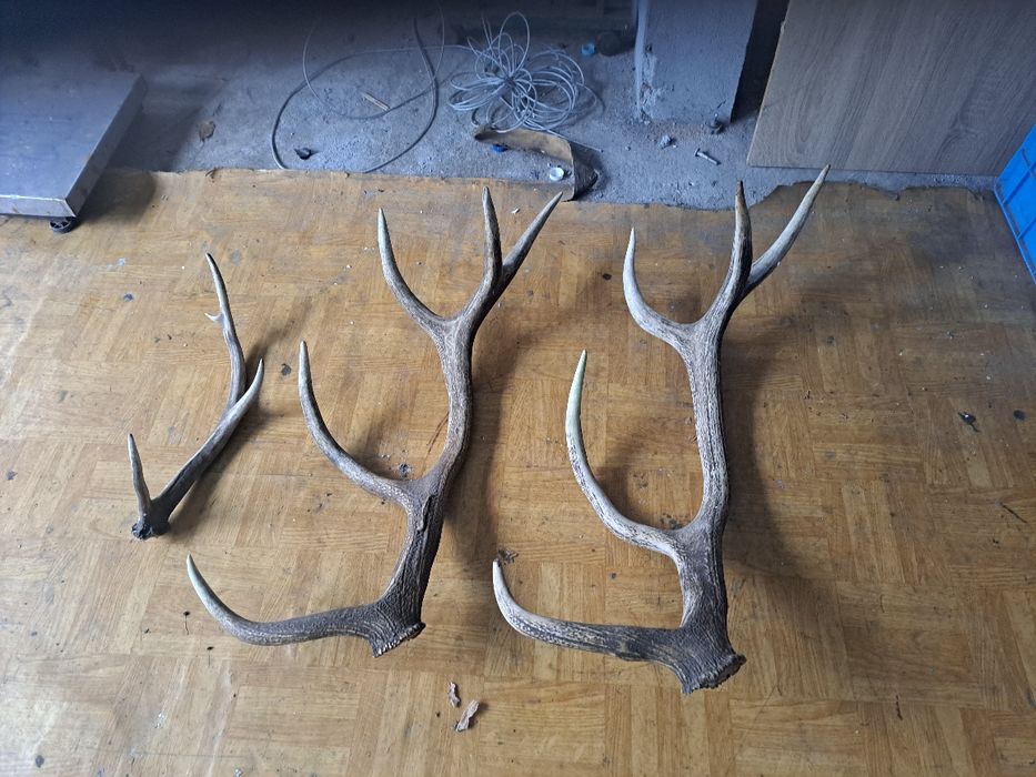 Poroża byków,5,30 waga