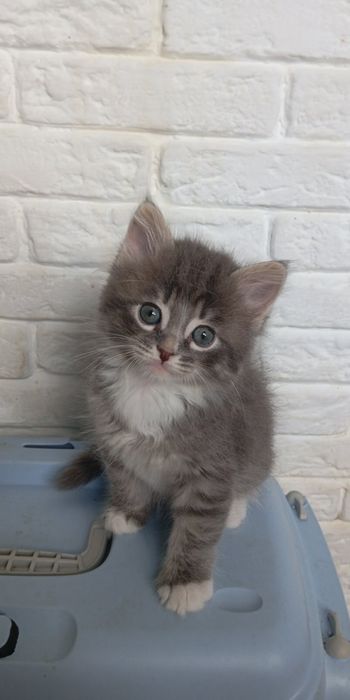 Котята мальчики и девочка