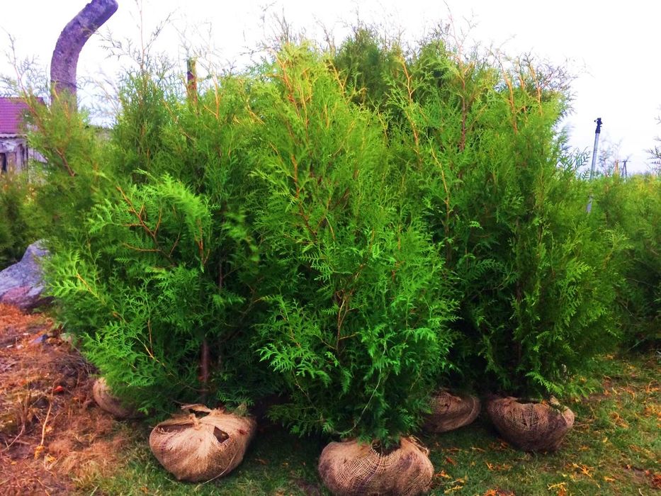 WIOSENNA PROMOCJA !! Tuja Tuje Brabant 140-150 cm Sadzenie