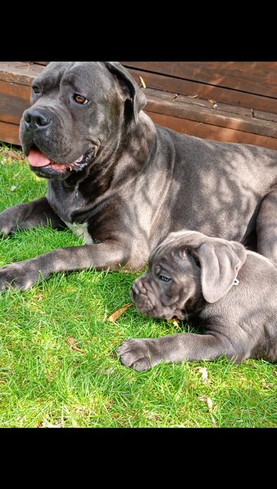 Cane corso Italiano suczka...