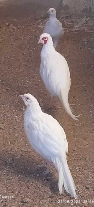 Faisões: Jumbo (machos), versicolor (fêmeas) prateado (machos).