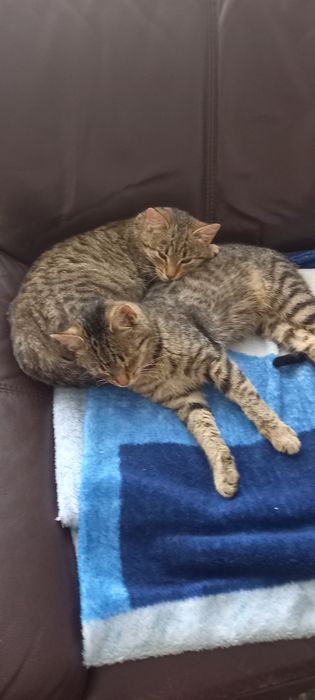 Oddam kotki w dobre ręce.