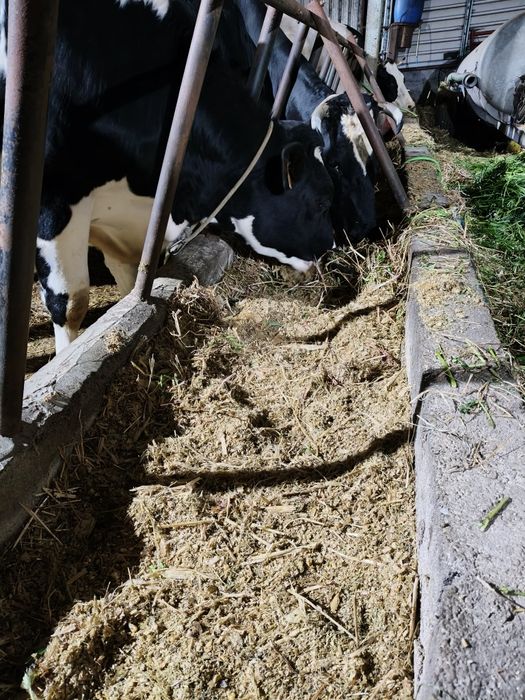 Silagem de Milho Ensacada a Vácuo