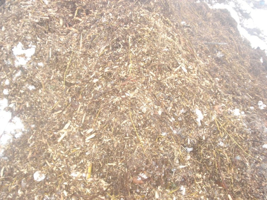 zrębki z drzew iglastych