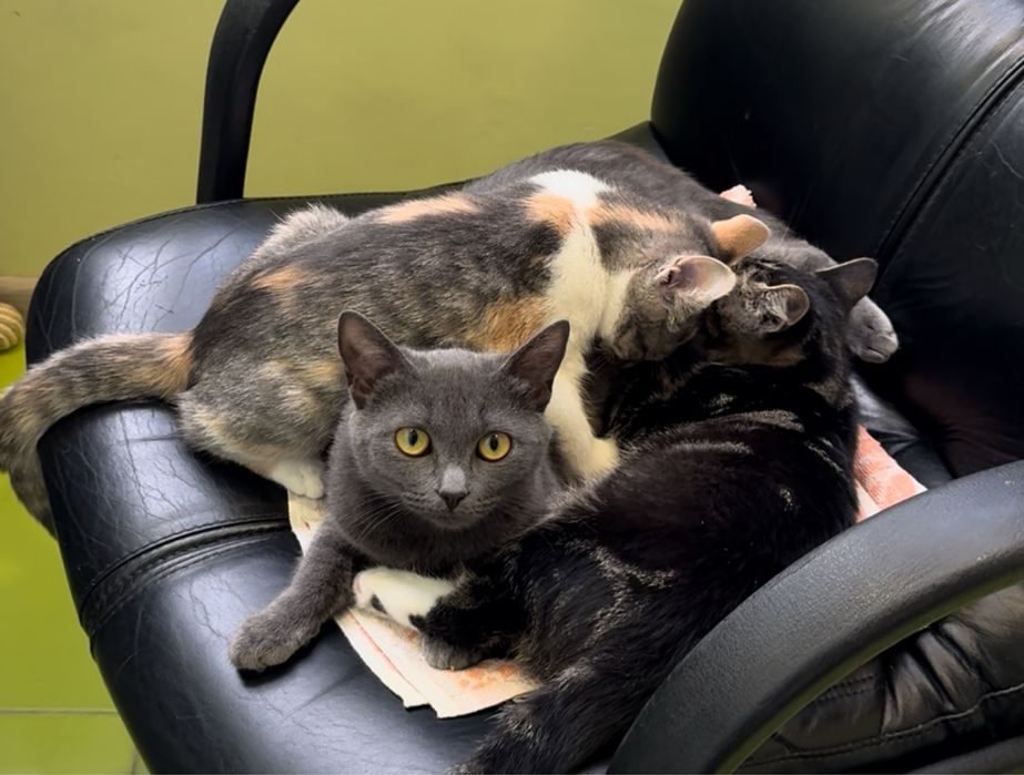 Кішка в добрі руки Віддам безкоштовно кошка бесплатно