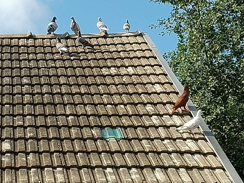 Sprzedam gołębie