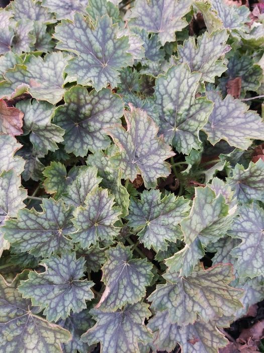 Rośliny z mojego ogrodu