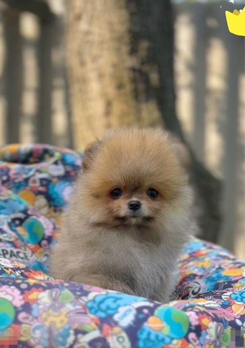 Померанський шпіц міні