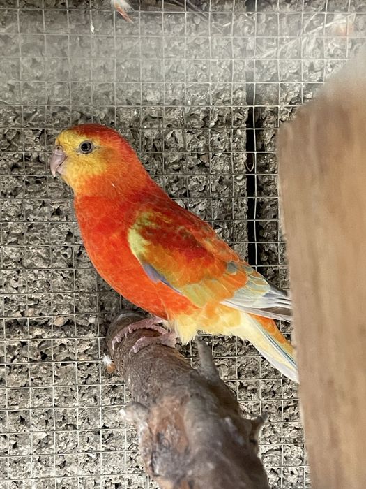 Casais de red rumped e algumas aves sozinhas