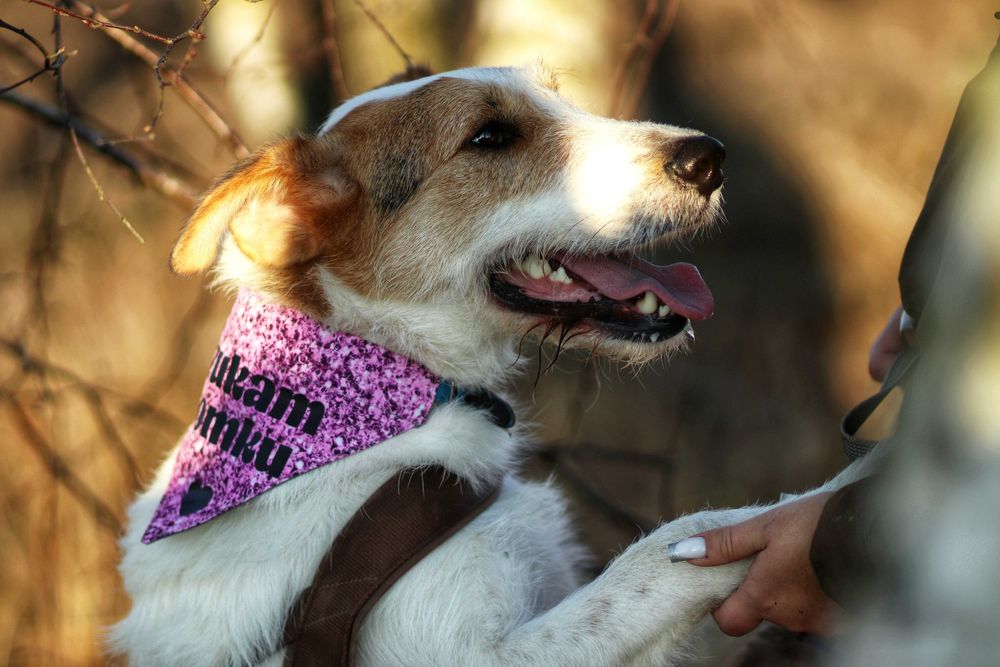 Uroczy Bazylek, guru sprytu i śmiałości, czeka na psijaciela
