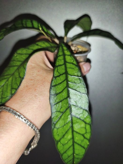 Хойя Калистрофилла от коллекционера в росте