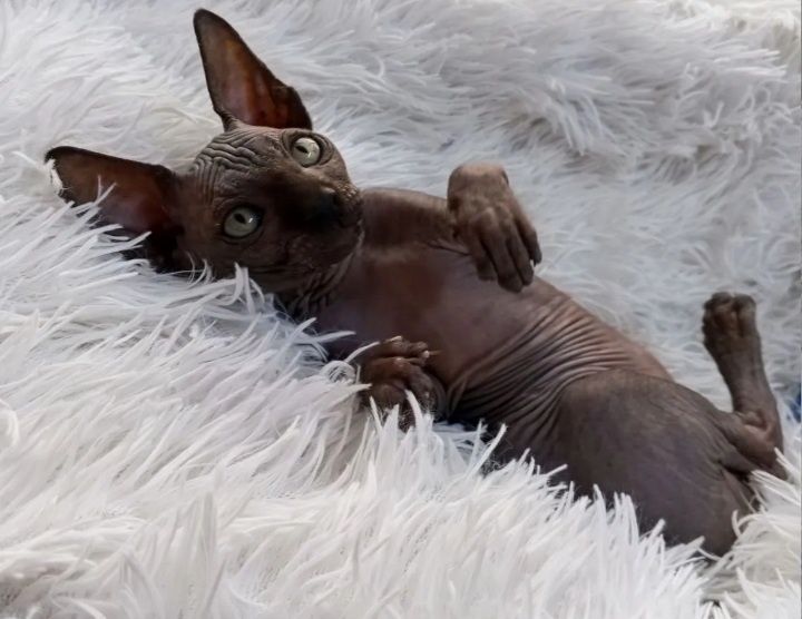 Котята сфинксики