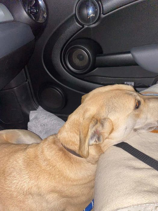 Cadelinha raçada de labradora