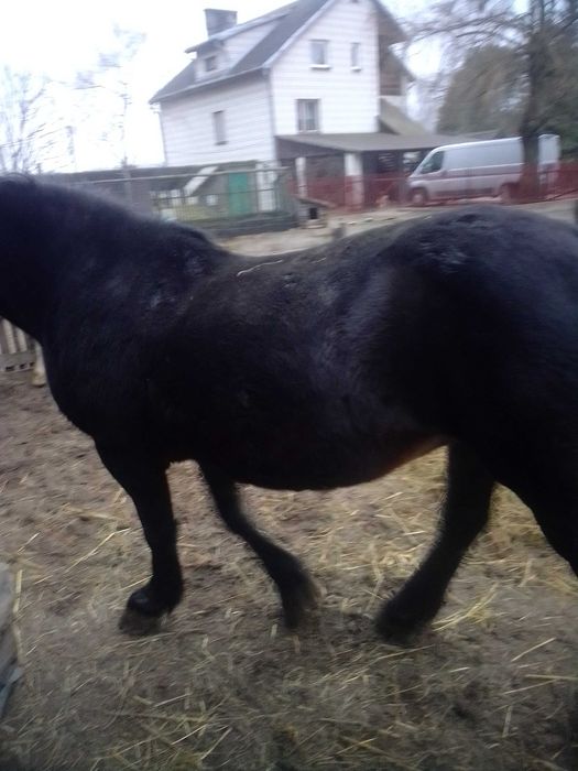 Kobyłę źrebną i ze źrebakiem sprzedam.