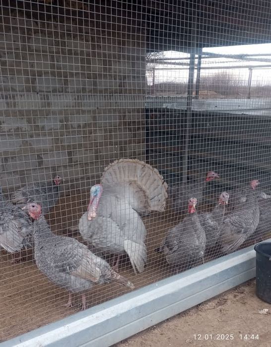 Індики породи голубі аспідні.