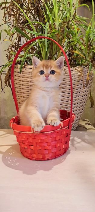 Девочка ждёт вас!Золотая шиншилла