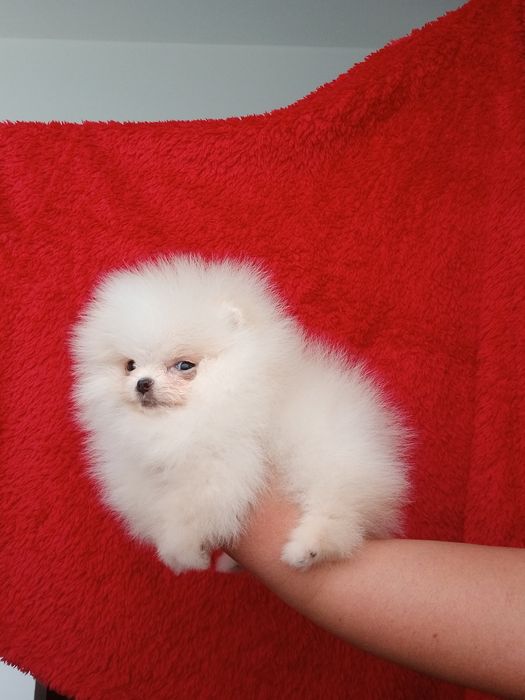 *Pomeranian Mikro okruszek CHIRO Wyjątkowy misio Aktualny*