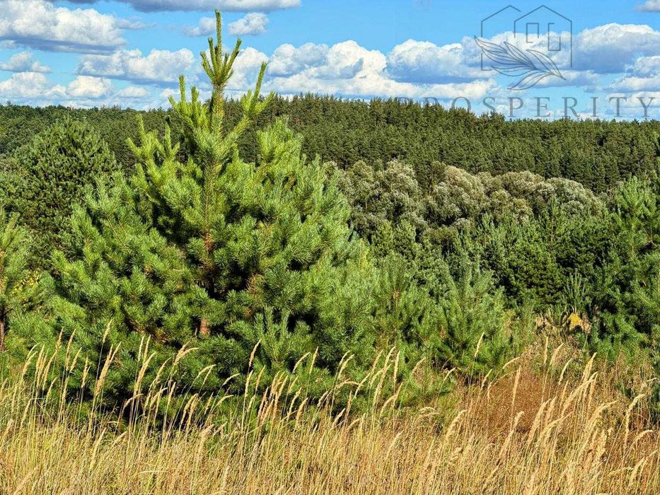 Кутова ділянка з соснами / Генеральські дачі, Музичі