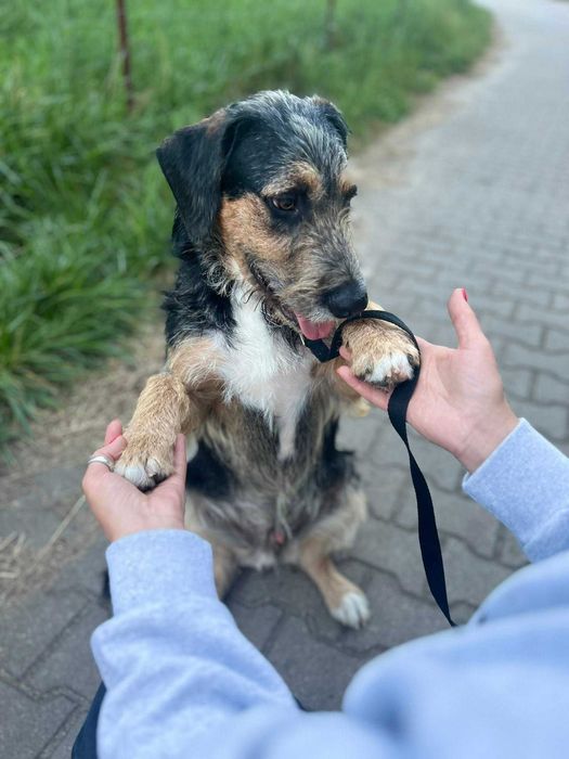 12-miesięczny, śliczny Uszek