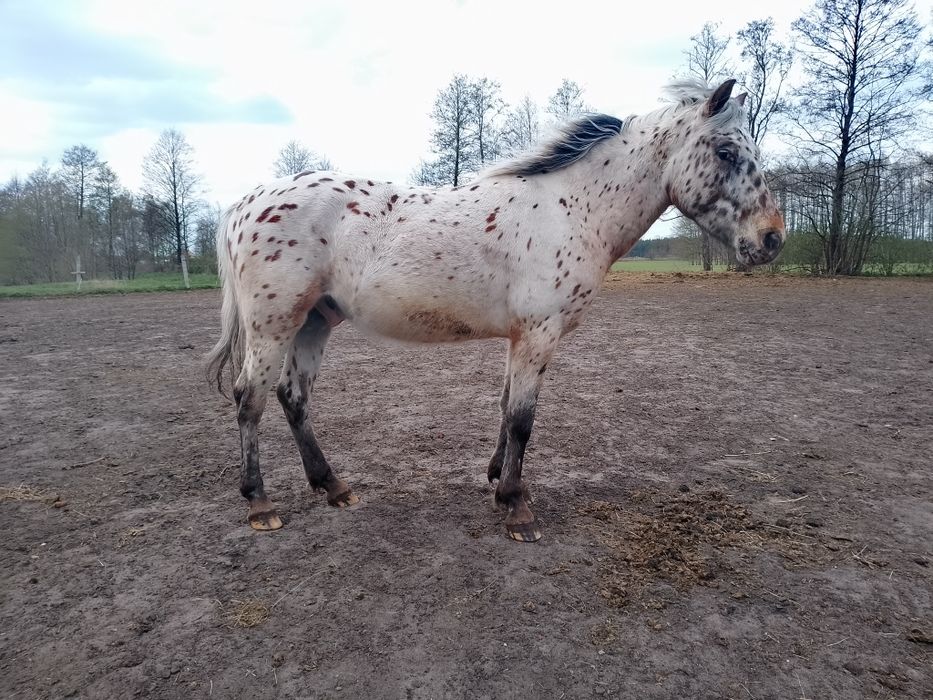 Tarantowaty wałach