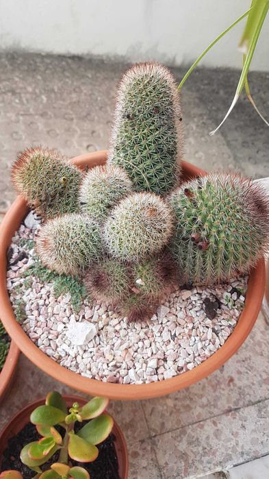 Plantas lindas com anos.oprtunidade