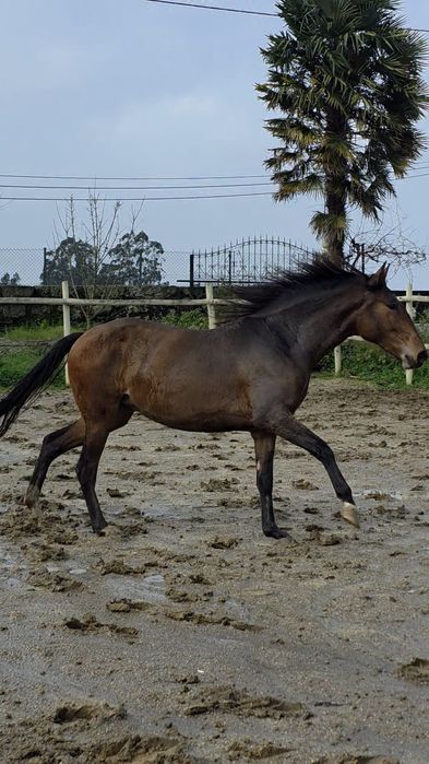 Poldra 3 anos cruzada