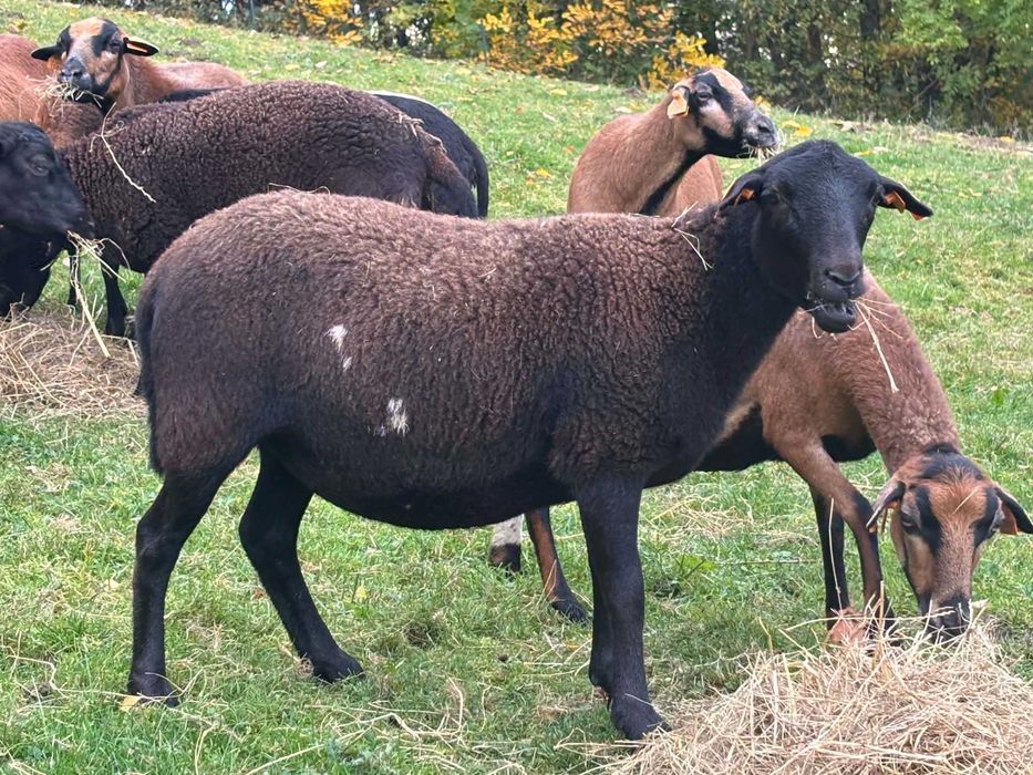 Owca kotna Dorper 75%