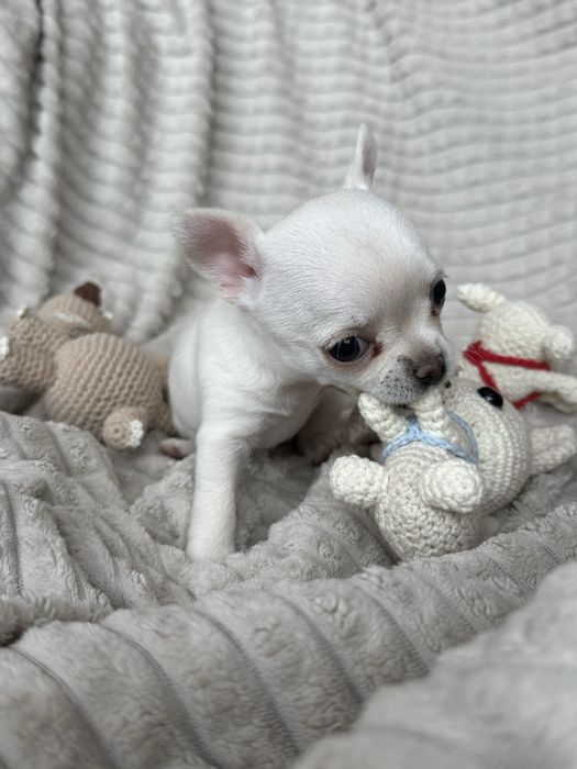 Chihuahua suczka krótkowłosa FCI rodowód