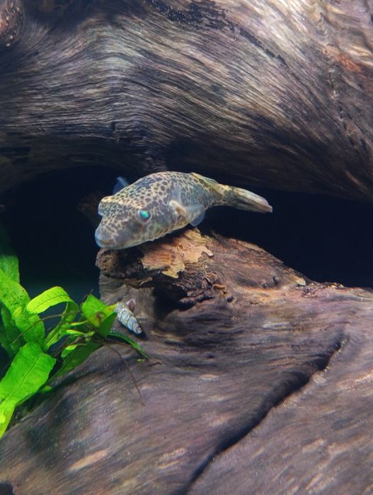 Kolcobrzuch Tetraodon pau Leiurus WF  8cm