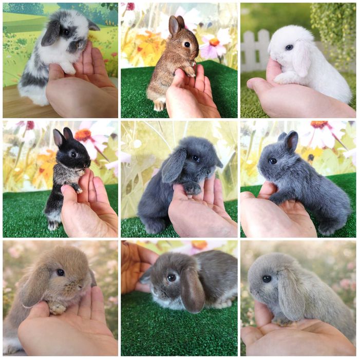 Piękne Mini Lop , Karzełek Niderlandzki , Mini Rex - króliczki miniaturki z renomowanej hodowli