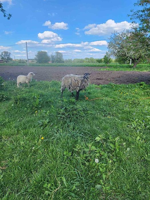 Романівські ягнята