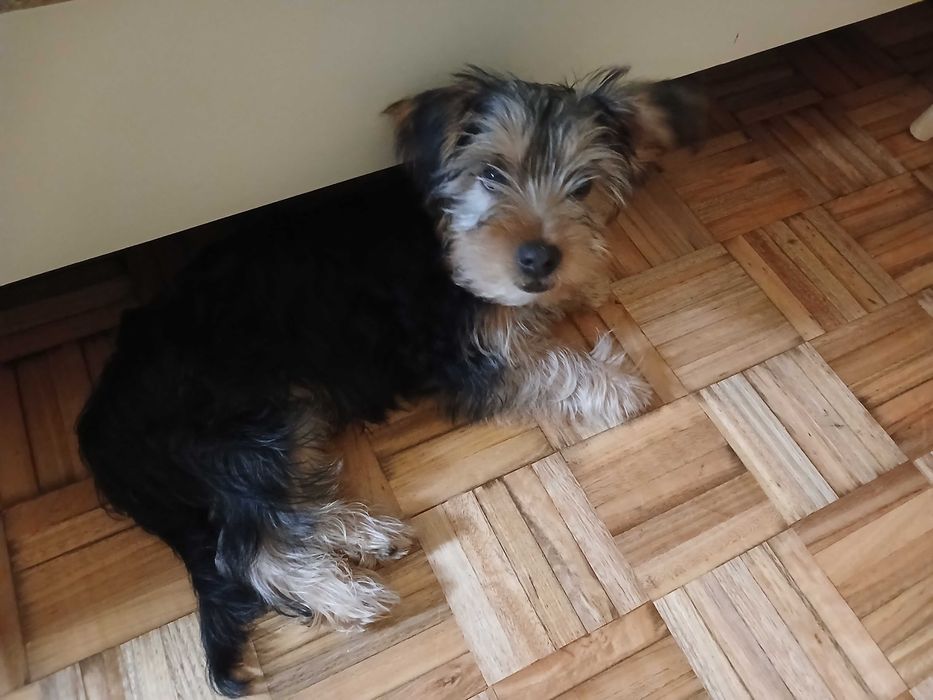 Yorkshire terrier