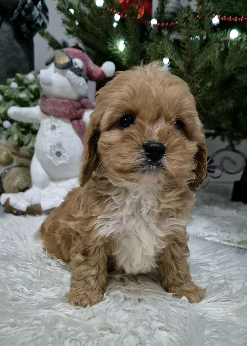 Cavapoo Sunia  gotowa  do odbioru