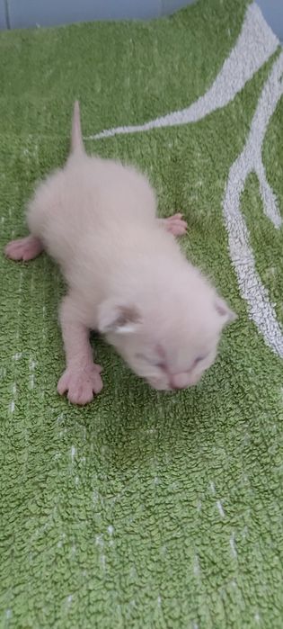 Бурманские котята  (бурма)